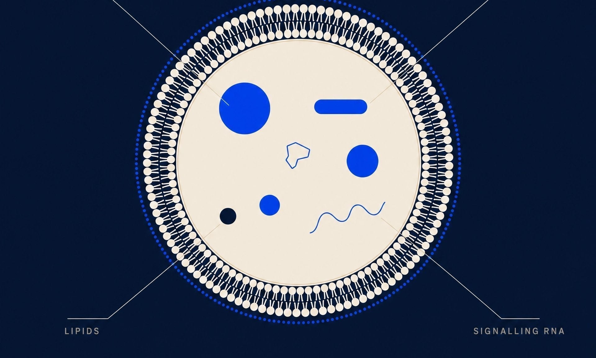 Cross-section of an exosome showing growth factors, peptides, lipids and signalling RNA — a signal, not just a substance.
