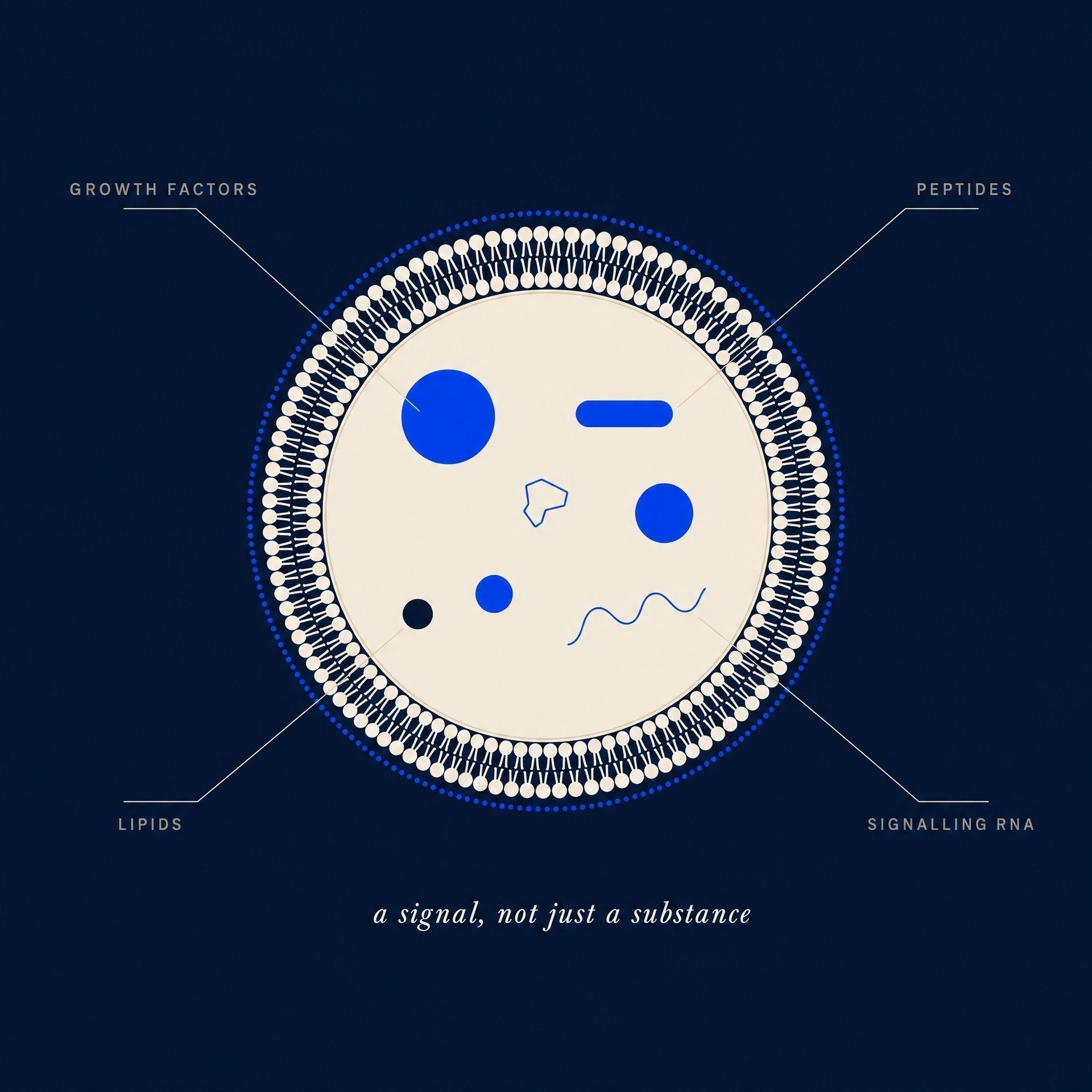 Cross-section of an exosome showing growth factors, peptides, lipids and signalling RNA — a signal, not just a substance.